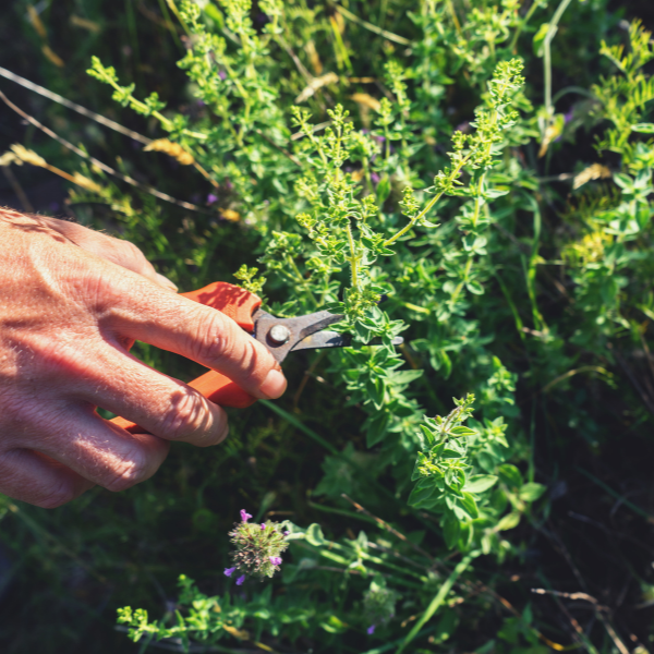 The Surprising History of Oregano Oil